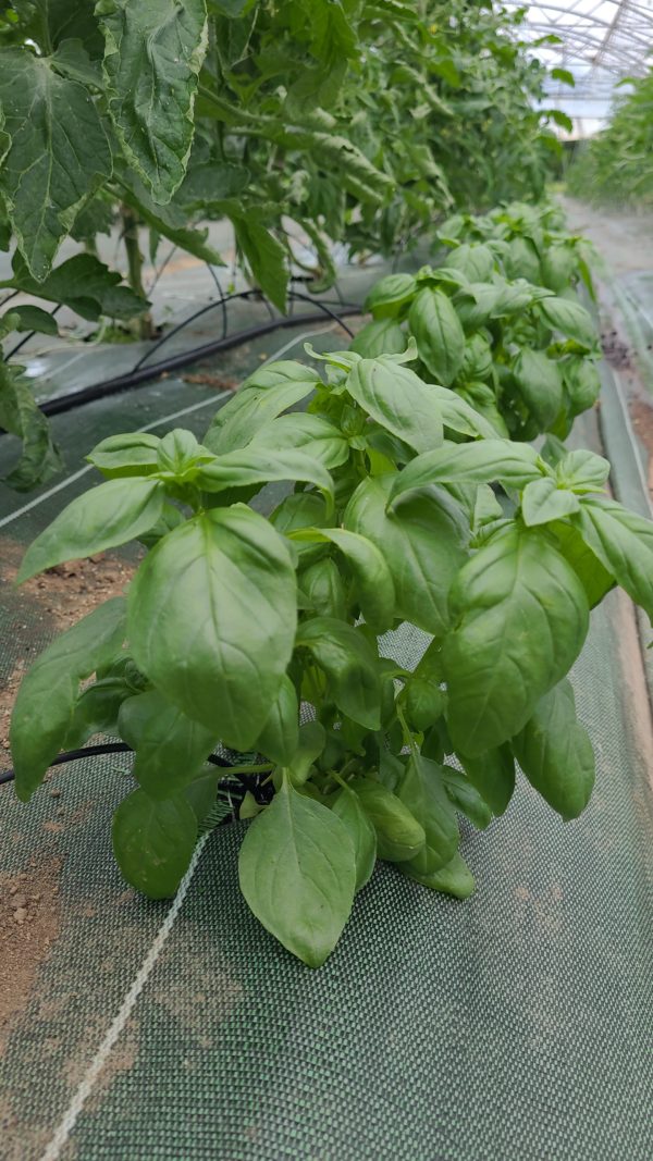 bouquet de basilic