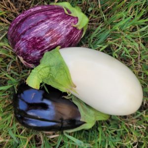 Aubergines