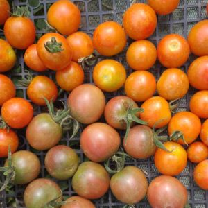 Tomates cerise 250g