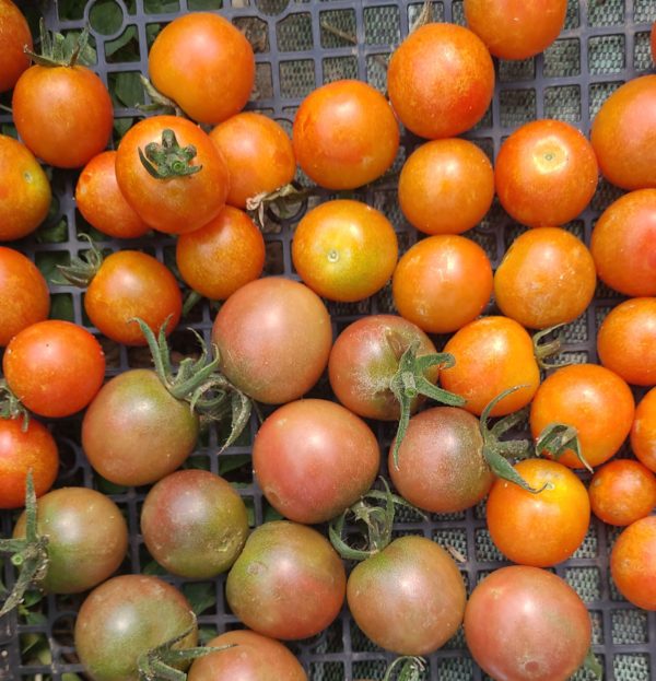 Tomates cerise 250g
