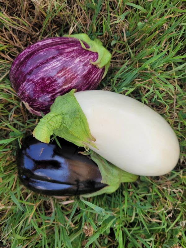 Aubergines