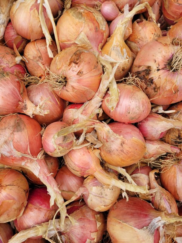 Oignons rosés d'Armorique 500g