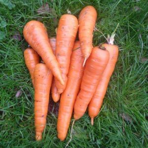 Carottes 500g