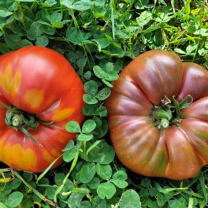 Tomates anciennes 500g