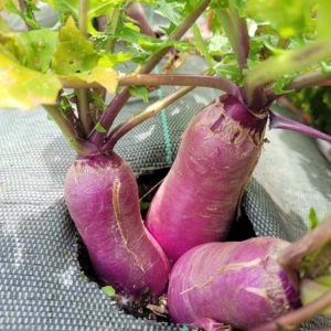 Navets 500g