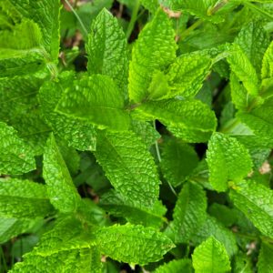 bouquet de menthe