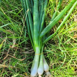 botte oignons nouveaux