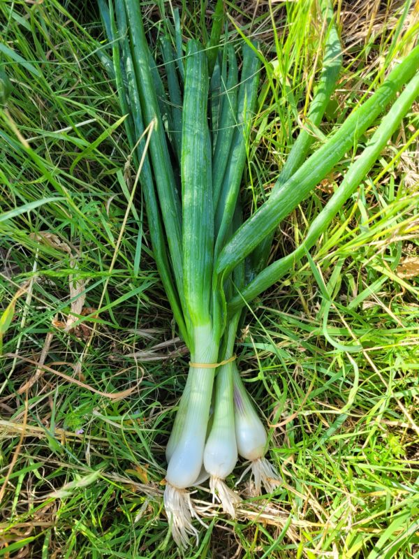 botte oignons nouveaux