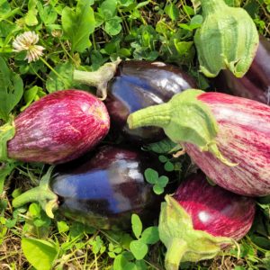 Aubergines 500g