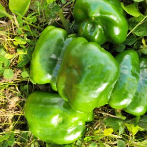 Poivrons verts 500g