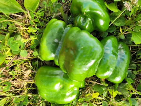 Poivrons verts 500g
