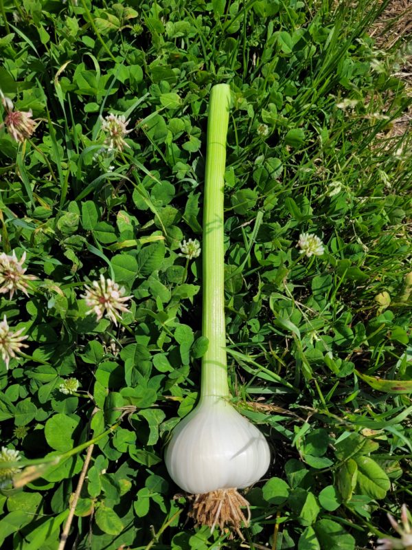 Tête d'ail frais