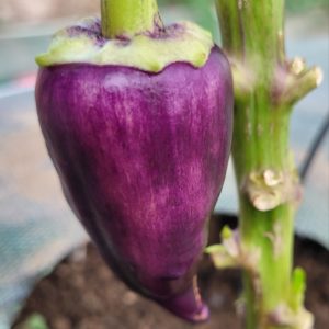 Poivrons violet 300g