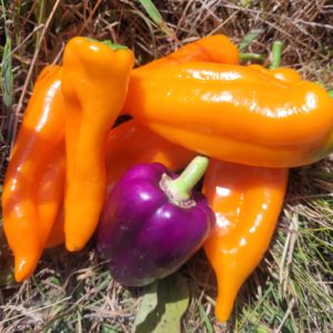 Poivrons  500g