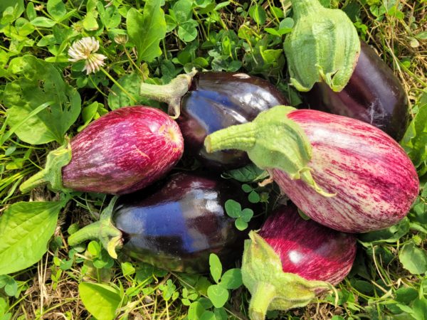 Aubergines 500g