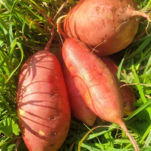 Patate douce 500g