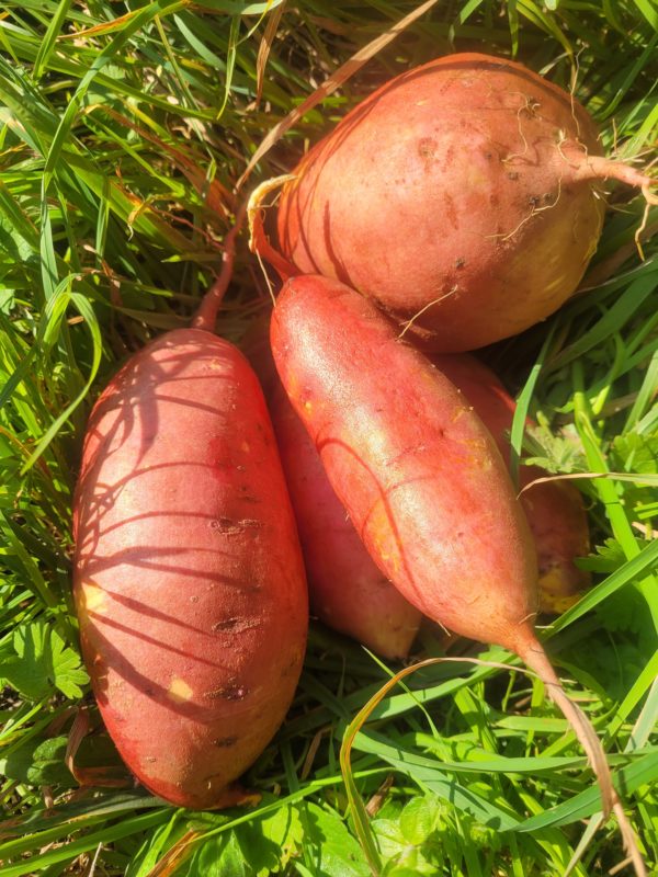 Patate douce 500g