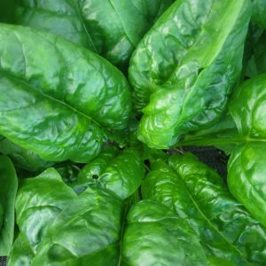 Epinard 500g