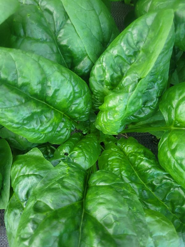 Epinard 500g