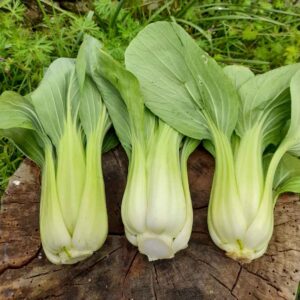 chou pak choï (l&rsquo;unité)