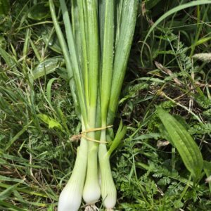 Botte oignons nouveaux