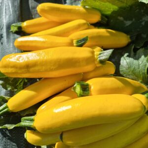 courgettes jaunes 500g