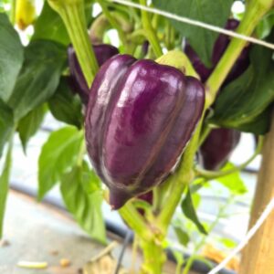 Poivrons violet 250g