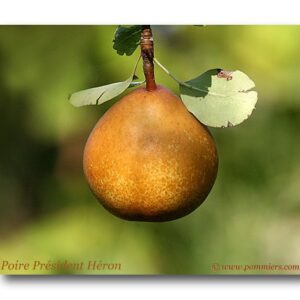 Poires président héron 1kg (revente)